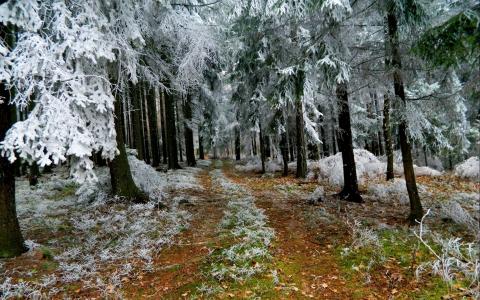线索，冬天，白霜，树，森林
