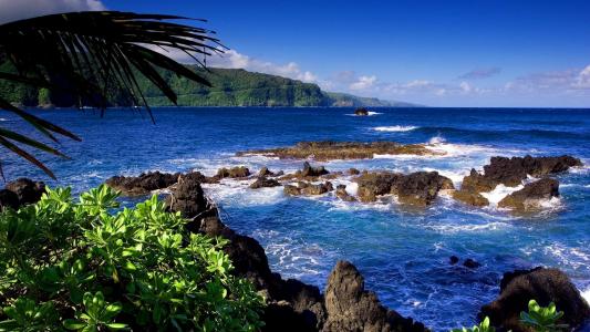 热带海岛，蓝色的水，棕榈