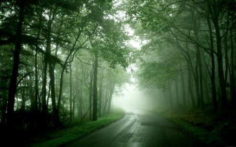 雾，路，湿，雨后，转，树