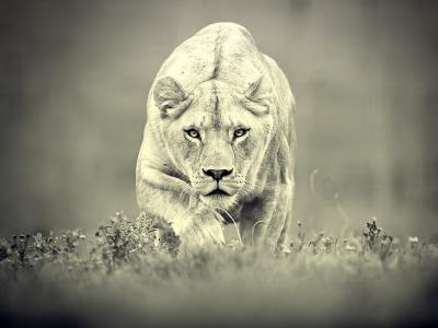 狮子，母狮，黑色和白色背景，狩猎，捕食者，英俊
