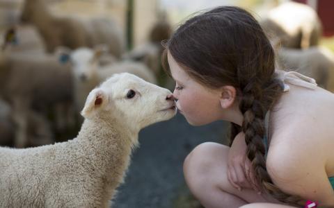 女孩，羊，心情，积极