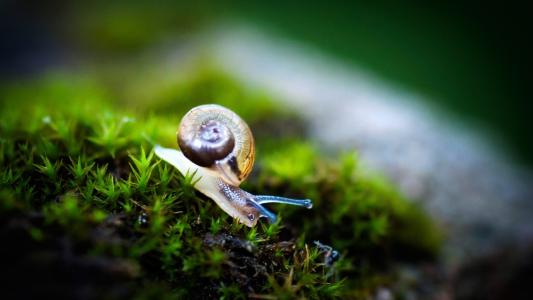 蜗牛，草