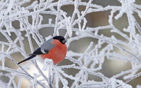 世界鸟类，红腹灰雀，树枝，白霜，大自然，冬天，美丽