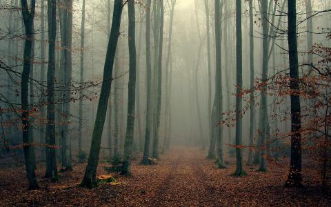 有雾，木材，叶子，树木，雾，森林，秋季，分支机构