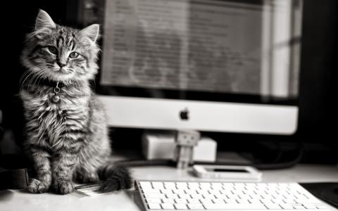 小猫，键盘，苹果，电脑