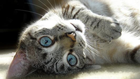 在这里，我是一只蓝眼睛的猫，躺在地毯上
