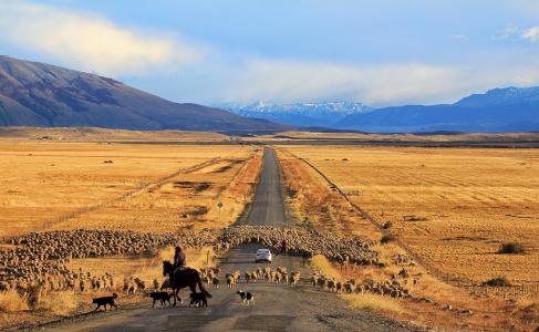 路，车，羊，巴塔哥尼亚，智利