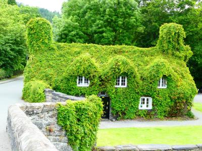 房子，常春藤，威尔士