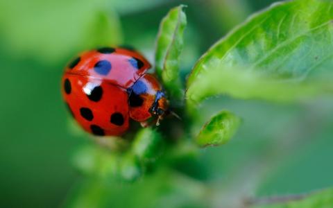 一只瓢虫，一个红色的躯干，黑点，坐在一片叶子上