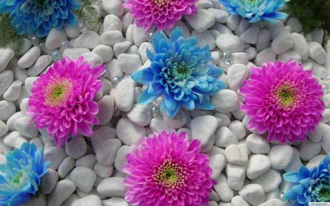 大丽花，花蓝色，粉红色，石头