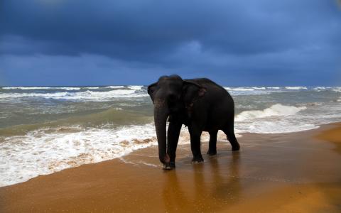 大象，沿海，海，沙子