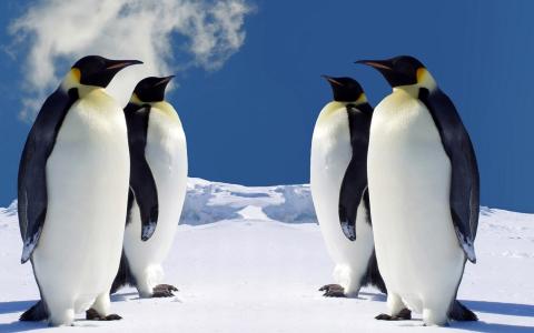 企鹅，四，北极，雪