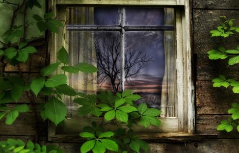 窗口，老，房子，常春藤，树，艺术