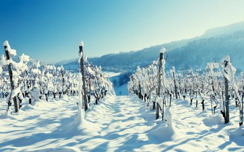 葡萄园，冬季，山，克里米亚，雪，美丽，性质，白色背景，村
