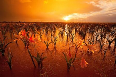纳米比亚，日落，鲜花，水