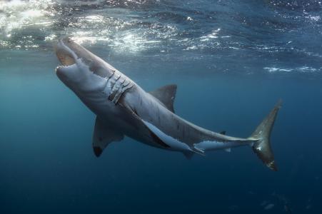 白鲨，照片，海洋，捕食者，美丽，在水之下