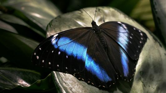 蝴蝶，黑色，蓝色，模式，翅膀，触角，宏，美女