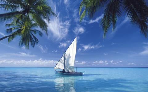 船，帆，热带地区，海洋，棕榈树