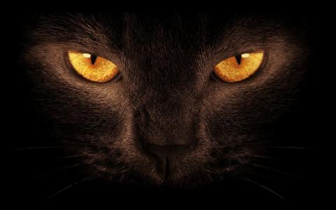 黑猫，捕食者，艺术，黑暗的背景