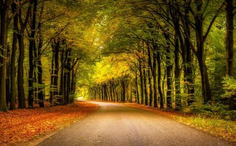性质，秋季，景观，秋天的颜色，道路，树木，叶子