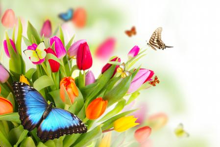 photoshop，蝴蝶，鲜花，美丽，春天，郁金香