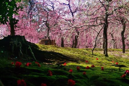 自然，春天，公园，日本，树木，盛开，梅花，鲜花