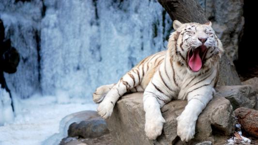 老虎，白色，岩石，水，野生