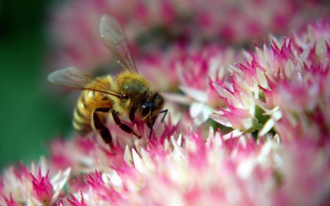 蜜蜂，花蜜，花粉
