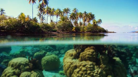 波拉波拉岛，沙滩，海洋，棕榈，水
