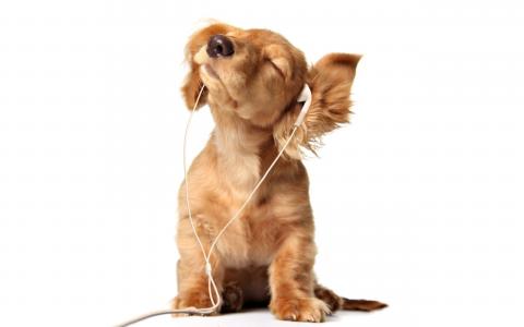 狗，小狗，耳机，耳朵，baldeet