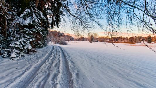 自然，冬天，雪，树，景观，跟踪