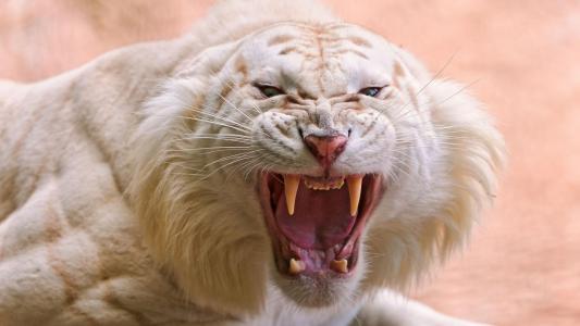 老虎，微笑，白色，愤怒，愤怒，枪口，捕食者，嘴里，f牙，美女