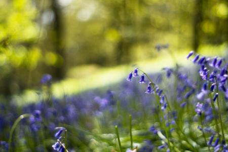 林间空地，鲜花，铃铛，丁香，蓝色