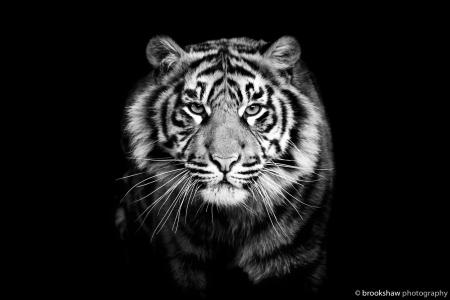 老虎，看看，捕食者，黑色和白色背景，小胡子，黑色的背景