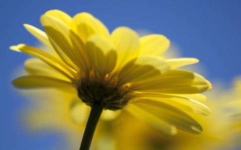黄色的花瓣 - 奇迹般的花，透明，奇妙
