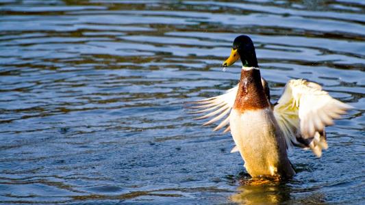 鸭子在水面上，跑步，翅膀，白色的腹部
