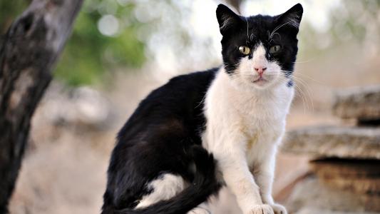 黑色和白色的猫，黄色的眼睛，胡子