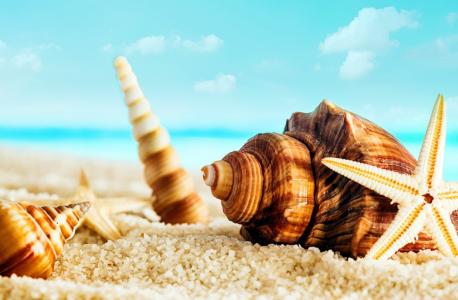 贝壳，海星，拉面，宏观主题，沙滩，沙，夏天，照片，积极