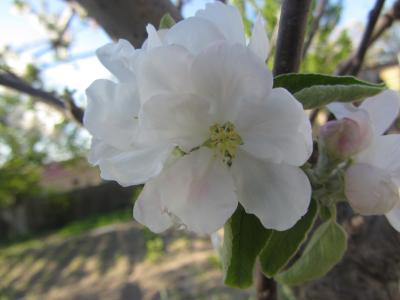 春天，花，苹果树