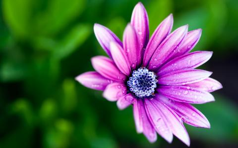 花，宏观照片，紫罗兰色