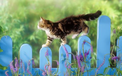 小猫，蓬松，围栏，性质，植物，查看，心情，积极
