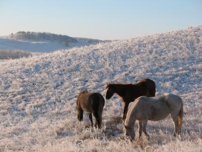 牛群，马，马，牧，冬，霜，蒙