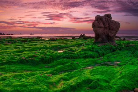 海岸，海藻，石头，极光，触摸，越南，照片，团Guitare