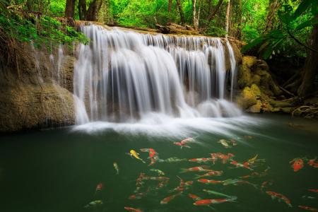 自然，瀑布，泰国，鲤鱼，水，美丽，丛林