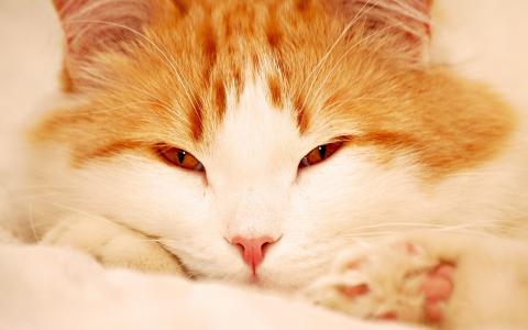红色的猫，蓬松，橙色的眼睛