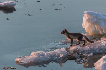 北极，北极狐，海，水，冰，意图