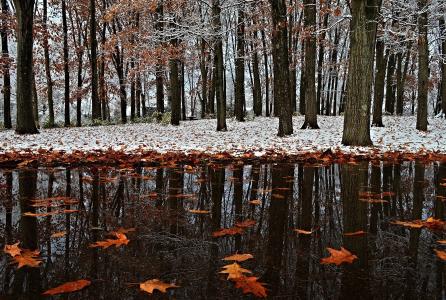 冬天，深秋，公园，雪，第一场雪，树叶，倒影