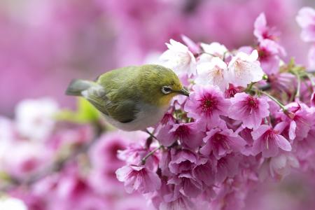 性质，春天，科，樱花，花，鸟，白眼睛，白色的眼睛