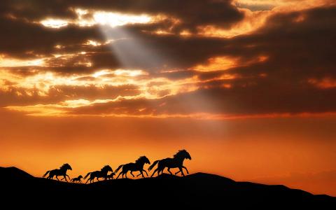 动物，马，马，马，马，山，日落，天空，云，太阳，光线，光，畜群，小马