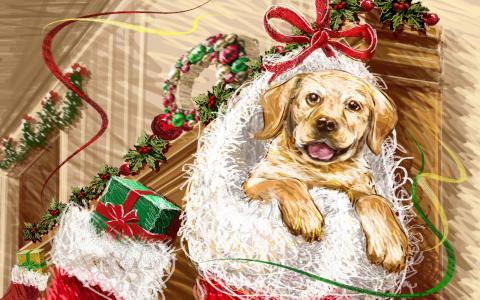 狗，新的一年，礼物，假期，圣诞节